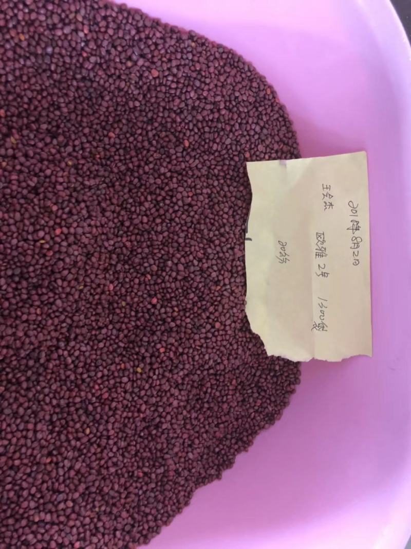 欧雅2号萝卜种子夏季抗热反季节萝卜种子50天上市口感好