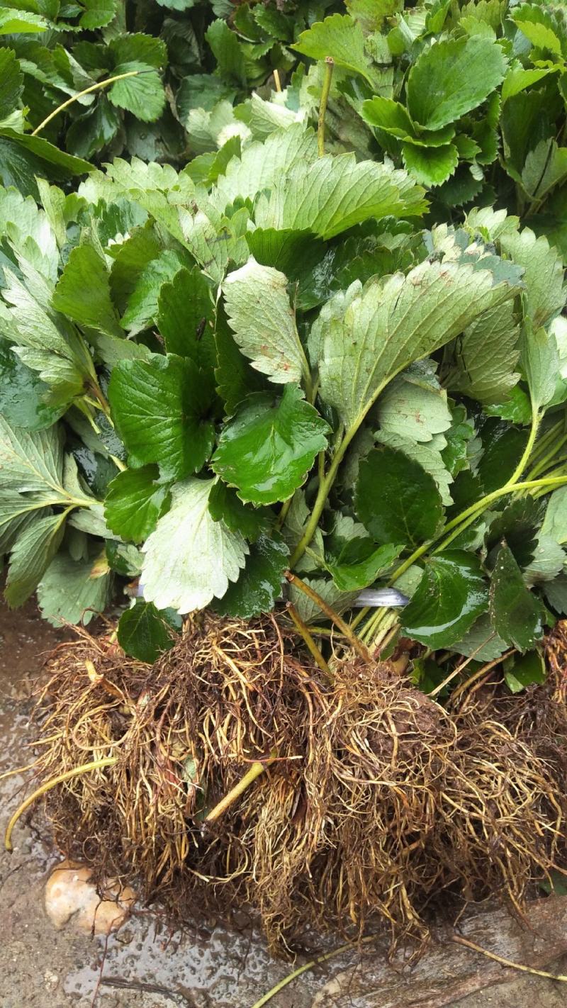 红玉草莓苗无病无水淹，代替红颜品种