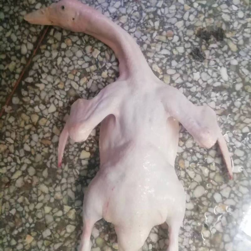 白条鸭