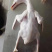 白条鸭