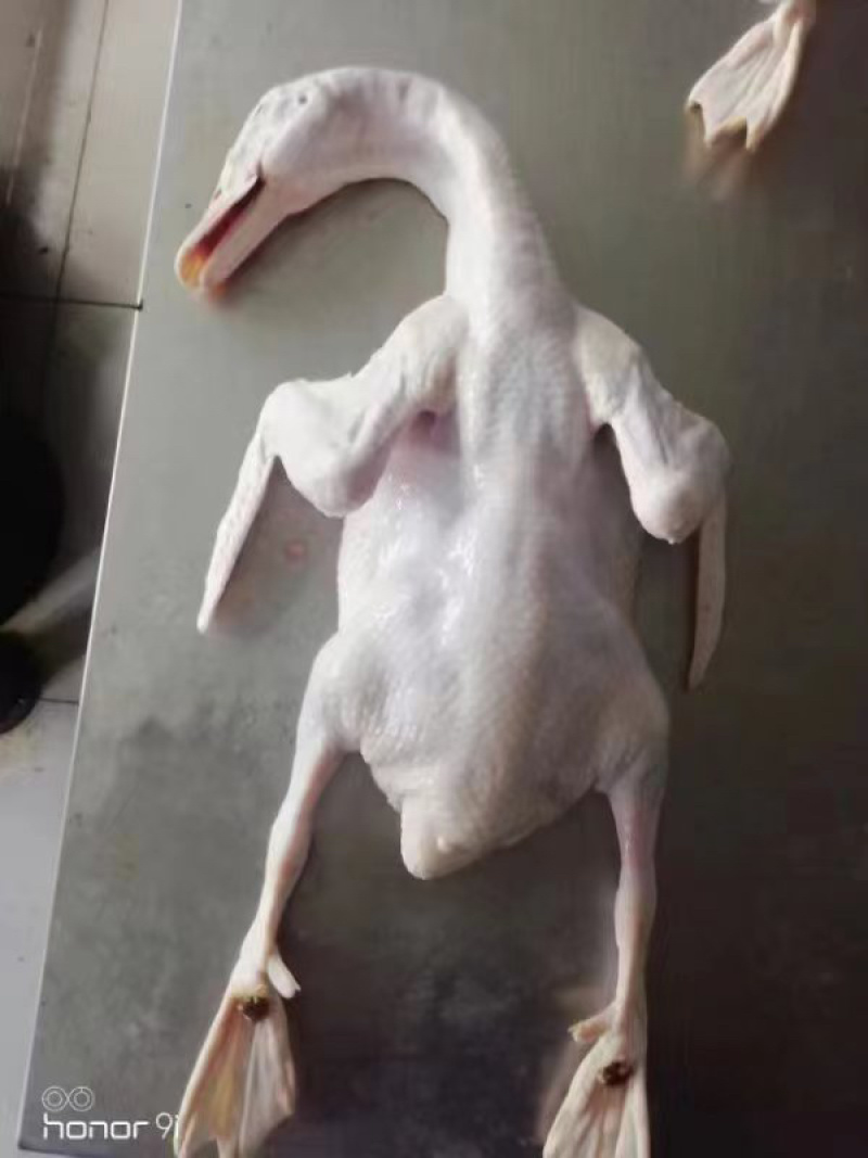 白条鸭