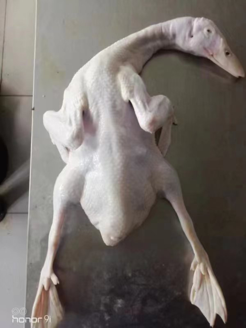 白条鸭