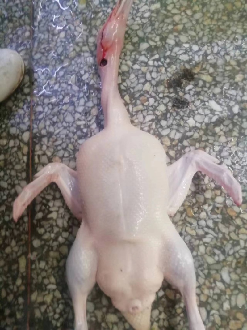 白条鸭
