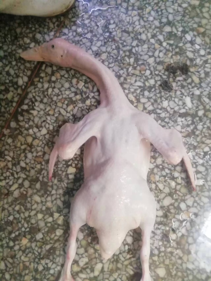 白条鸭