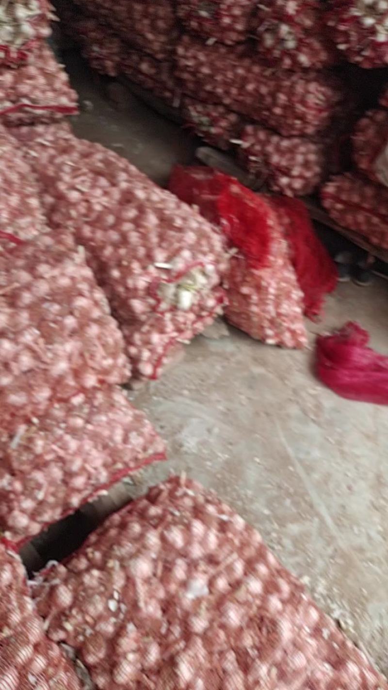 山东精品大蒜紫皮蒜商河大青稞蒜种量大从优