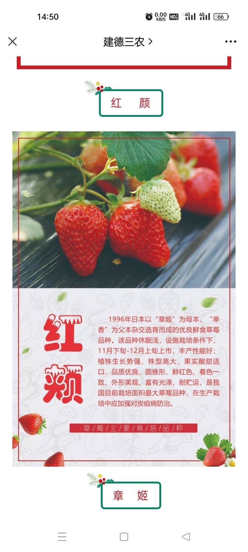 红颜草莓苗红颜生产苗红颜假植苗大叶红颜高原苗种苗