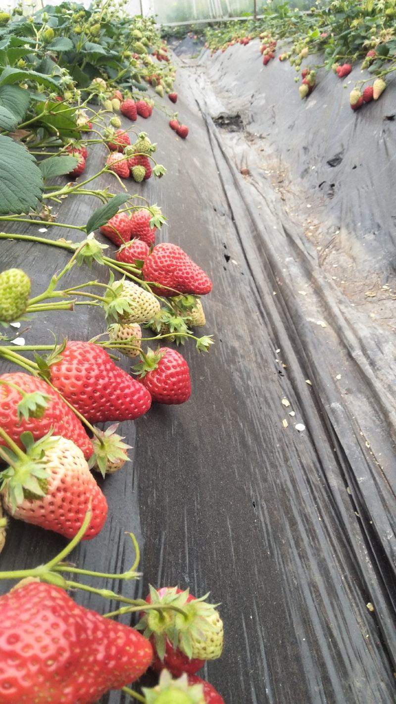红颜草莓苗红颜生产苗红颜假植苗大叶红颜高原苗种苗