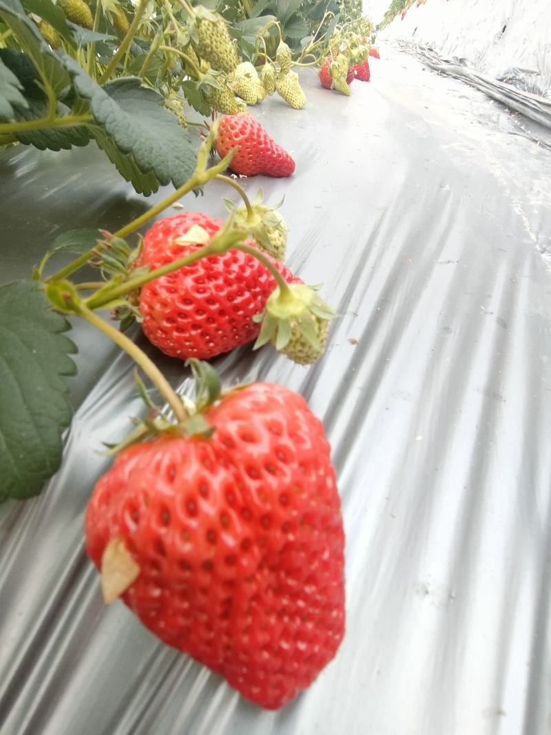 红颜草莓苗红颜生产苗红颜假植苗大叶红颜高原苗种苗