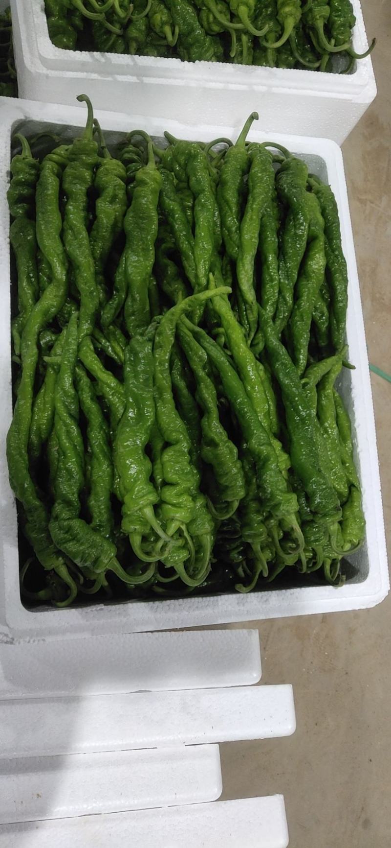 靖远陆地精品螺丝椒，大量有货，可视频看货