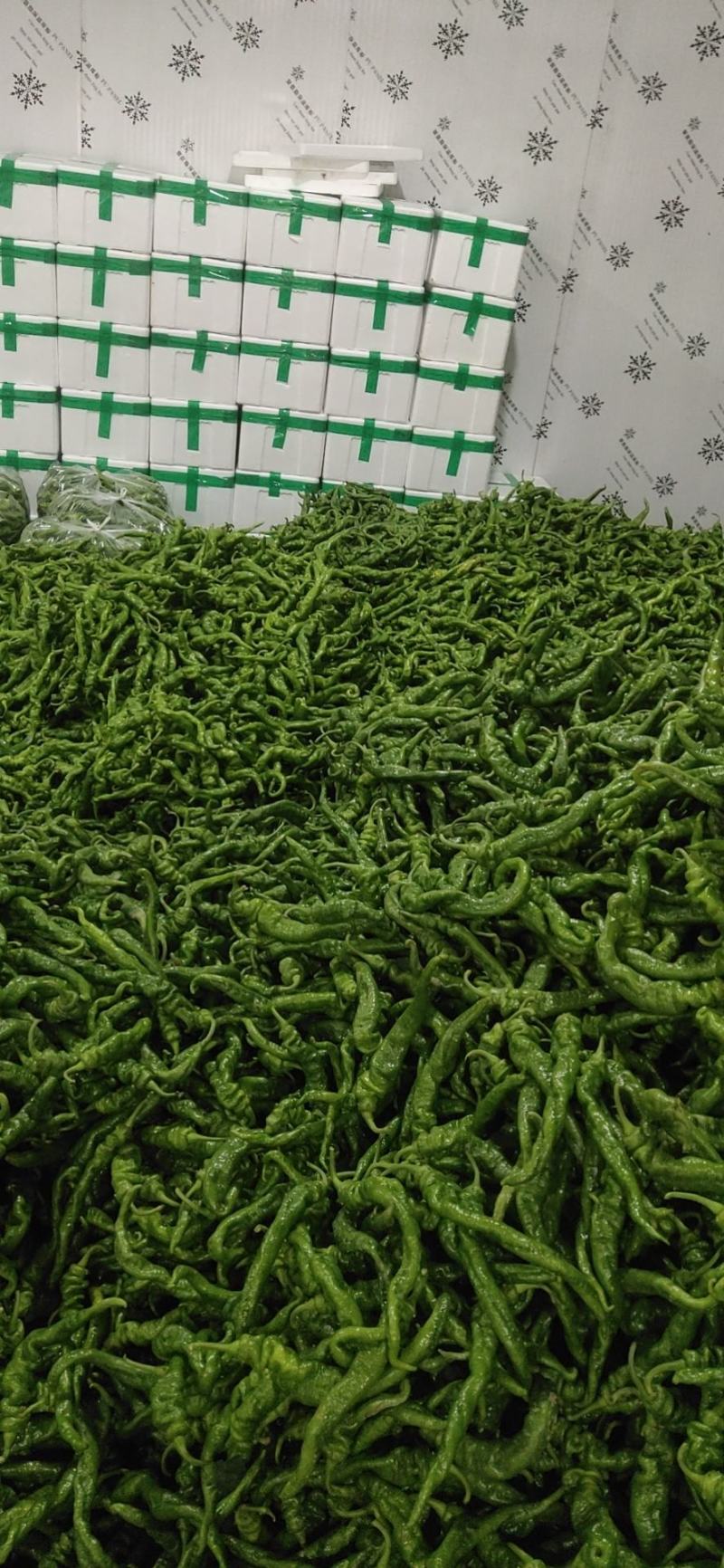 靖远陆地精品螺丝椒，大量有货，可视频看货