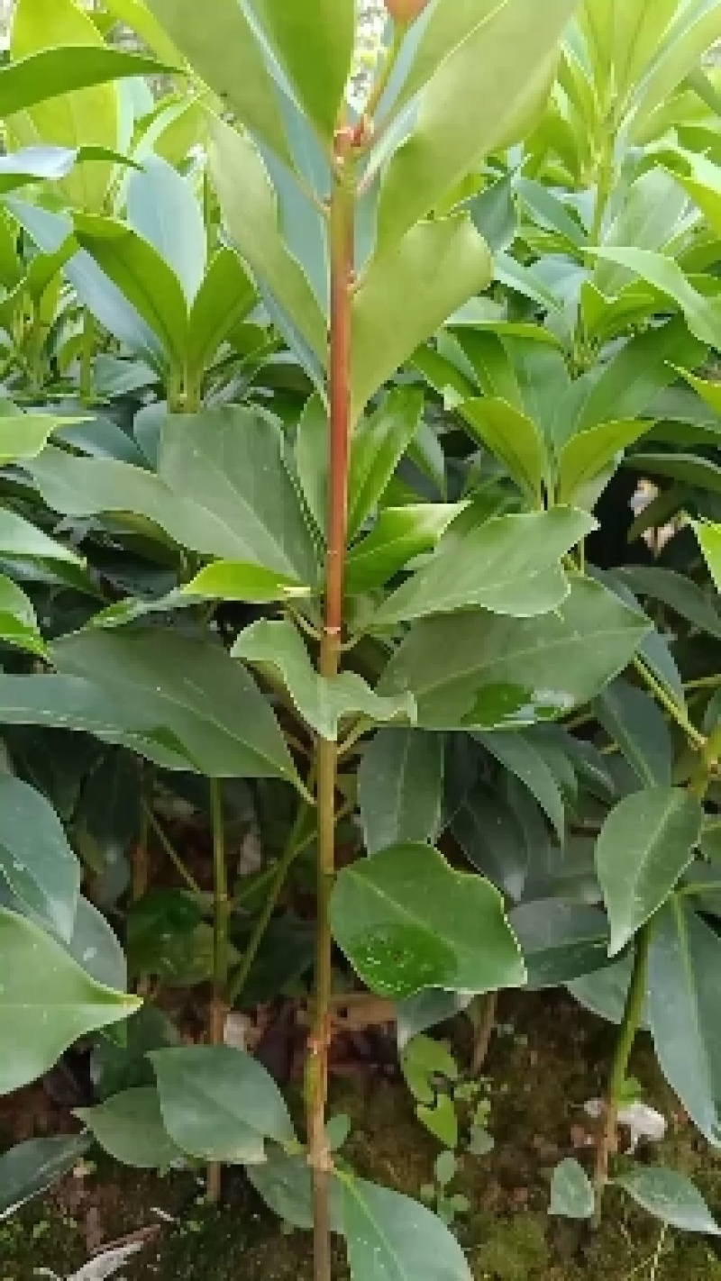 广西藤县古龙优品大红八角嫁接苗，有现货有需要可以联系