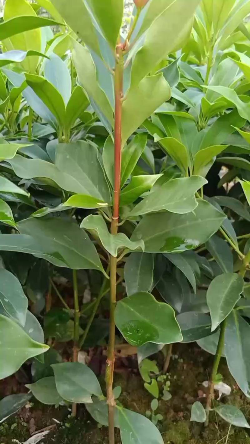 广西藤县古龙优品大红八角嫁接苗，有现货有需要可以联系
