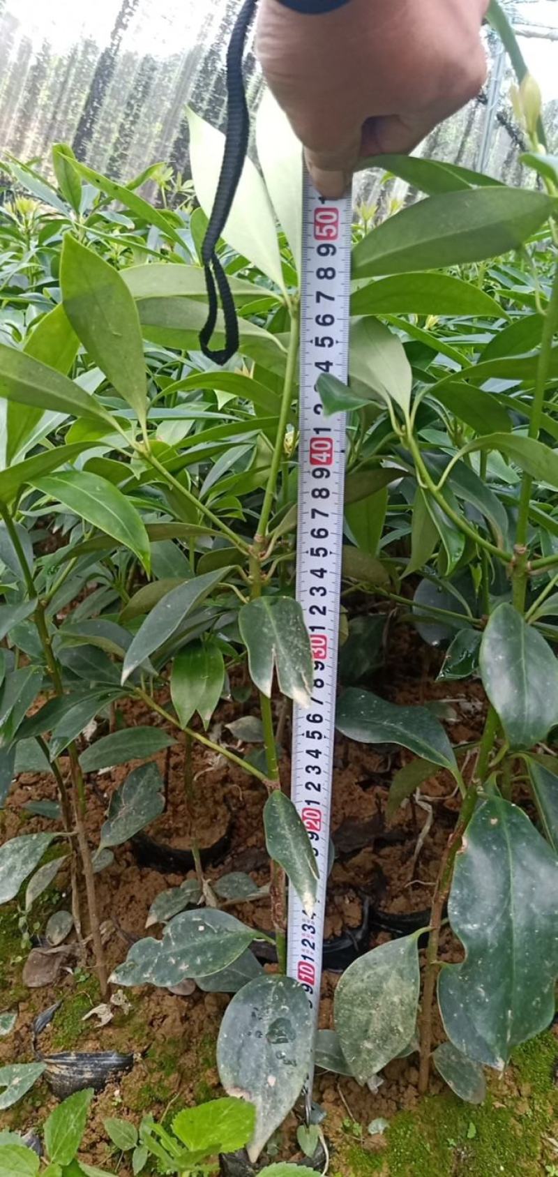 广西藤县古龙优品大红八角嫁接苗，有现货有需要可以联系