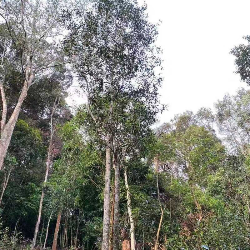 云南西双版纳傣族自治州勐腊县易武天门山纯料古树高杆