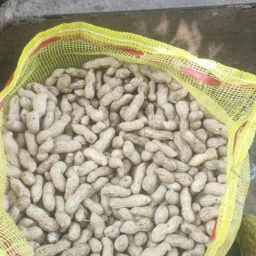 湖北襄阳精品大白鲨，大量上市，货源充足，质量好，口感好