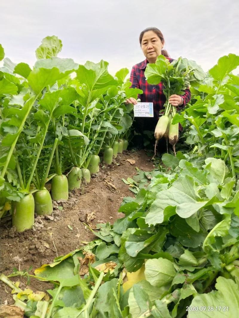 欧雅2号萝卜种子夏季抗热反季节萝卜种子50天上市口感好