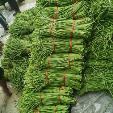 精品豇豆长豆角,基地供货,新鲜采摘,颜色绿,货源充足