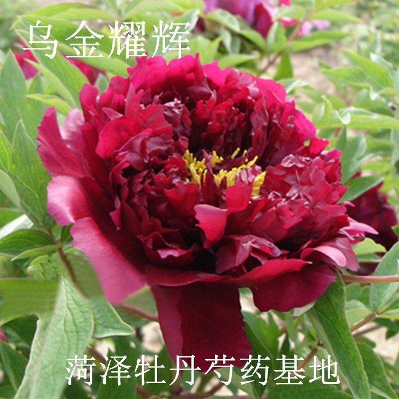 菏泽牡丹花千层花香好栽易活南北种植菏泽牡丹