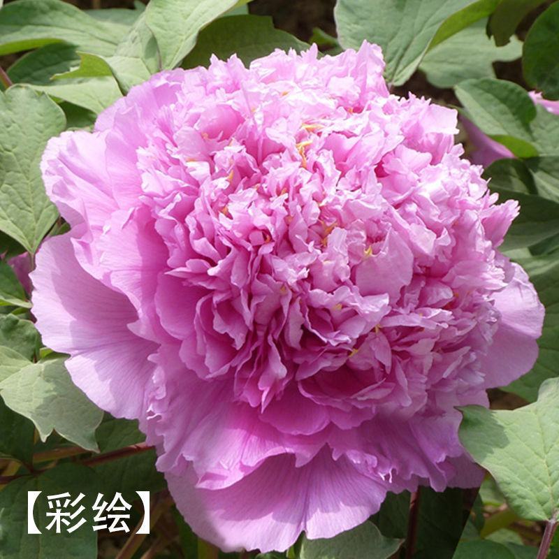 菏泽牡丹花千层花香好栽易活南北种植菏泽牡丹