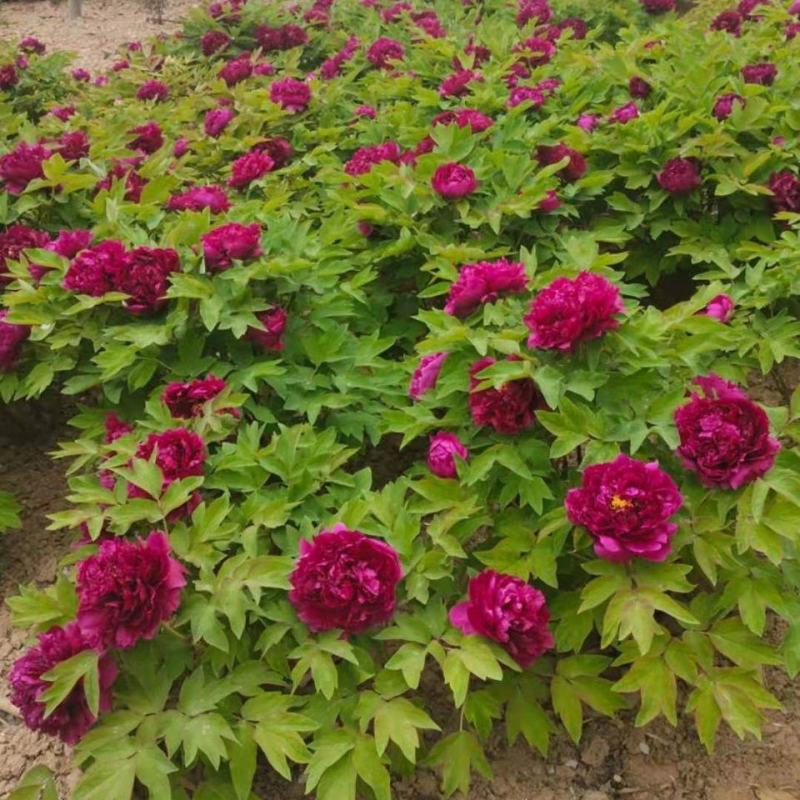 菏泽牡丹花千层花香好栽易活南北种植菏泽牡丹
