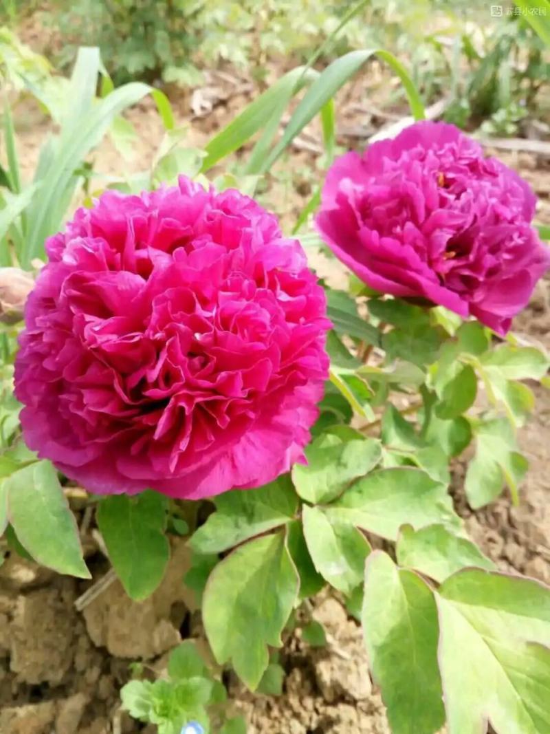 菏泽牡丹花千层花香好栽易活南北种植菏泽牡丹