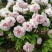 菏泽牡丹花千层花香好栽易活南北种植菏泽牡丹