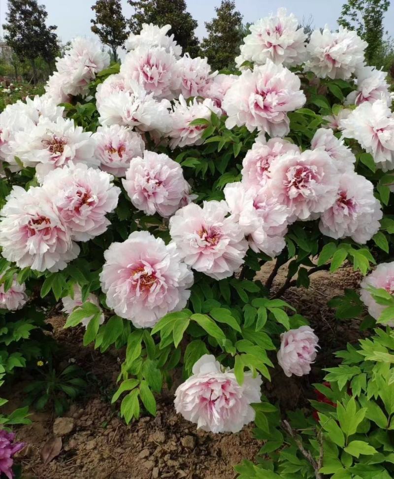 菏泽牡丹花千层花香好栽易活南北种植菏泽牡丹