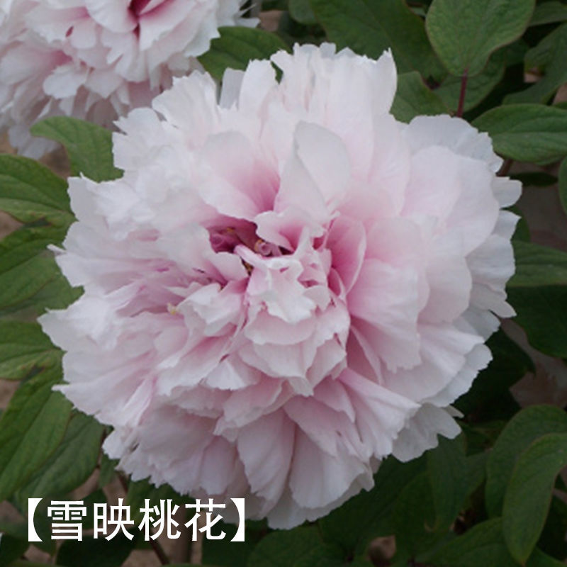 菏泽牡丹花千层花香好栽易活南北种植菏泽牡丹