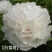 菏泽牡丹花千层花香好栽易活南北种植菏泽牡丹