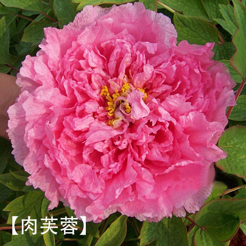 菏泽牡丹花千层花香好栽易活南北种植菏泽牡丹