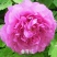 菏泽牡丹花千层花香好栽易活南北种植菏泽牡丹