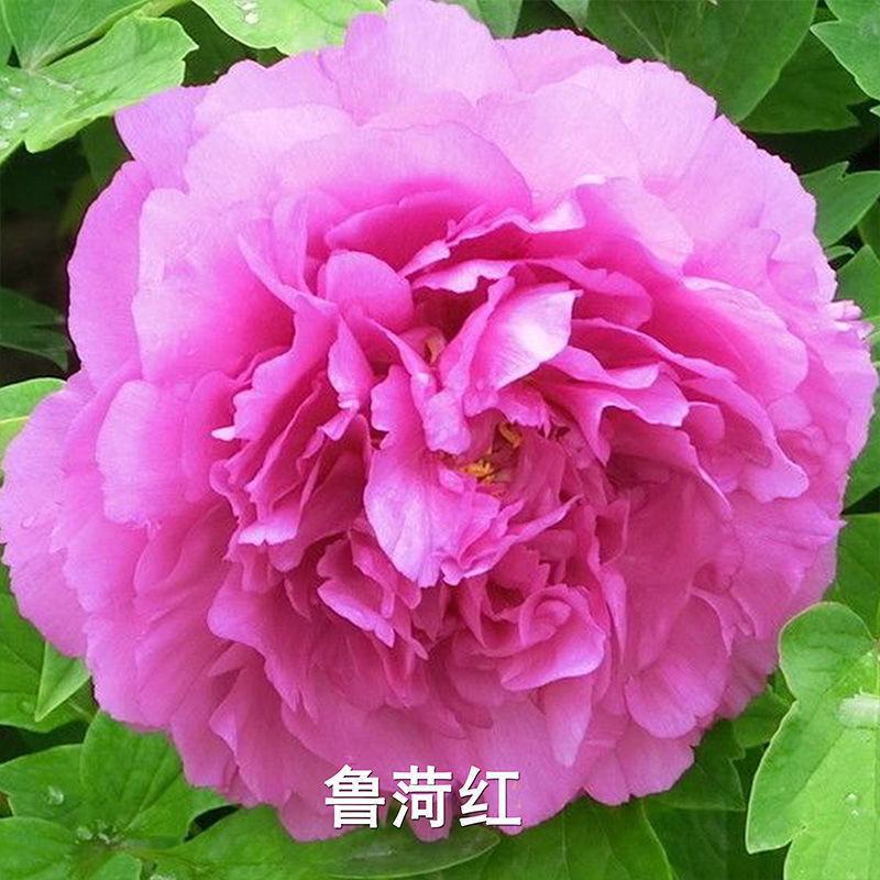 菏泽牡丹花千层花香好栽易活南北种植菏泽牡丹