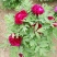 菏泽牡丹花千层花香好栽易活南北种植菏泽牡丹