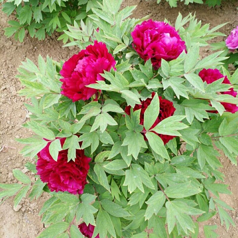 菏泽牡丹花千层花香好栽易活南北种植菏泽牡丹