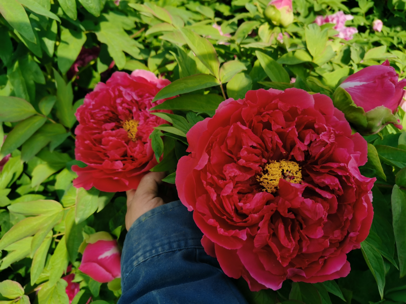 菏泽牡丹花千层花香好栽易活南北种植菏泽牡丹