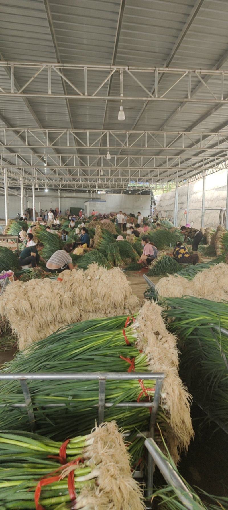 甘肃临洮露天一点红蒜苗大量上市，产地直销，货源充足