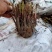 中国牡丹之都菏泽芍药根块包成活保对版多品种