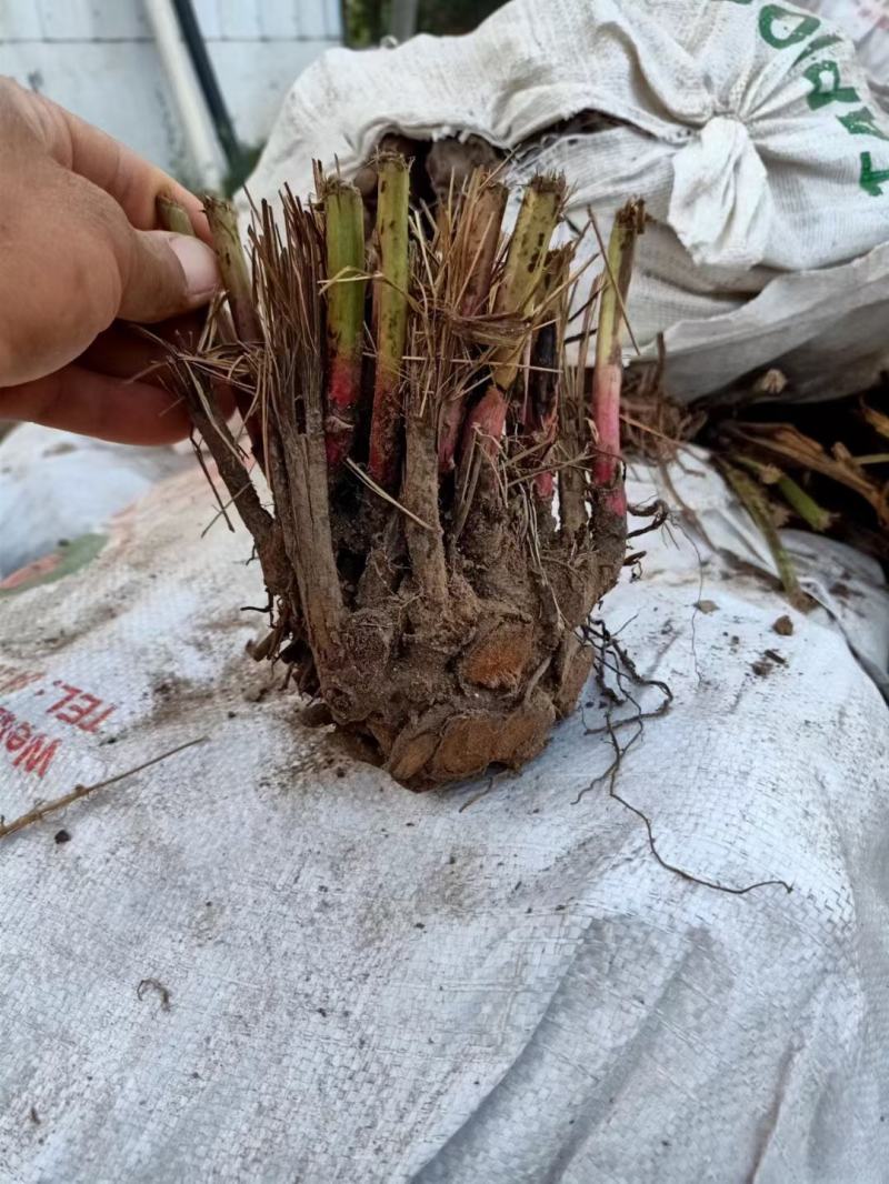 中国牡丹之都菏泽芍药根块包成活保对版多品种