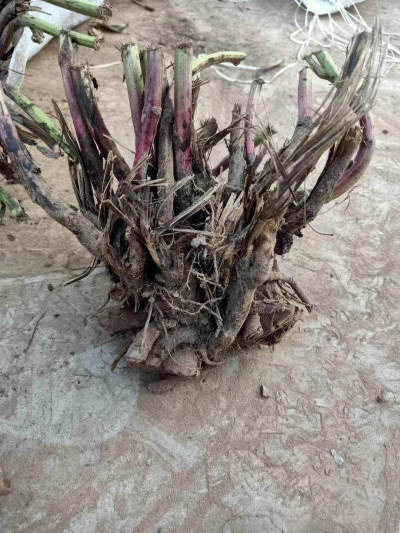 中国牡丹之都菏泽芍药根块包成活保对版多品种