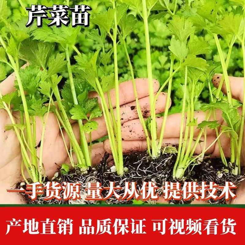 芹菜苗品种有法国皇后、美国西芹等保证品质成活率高
