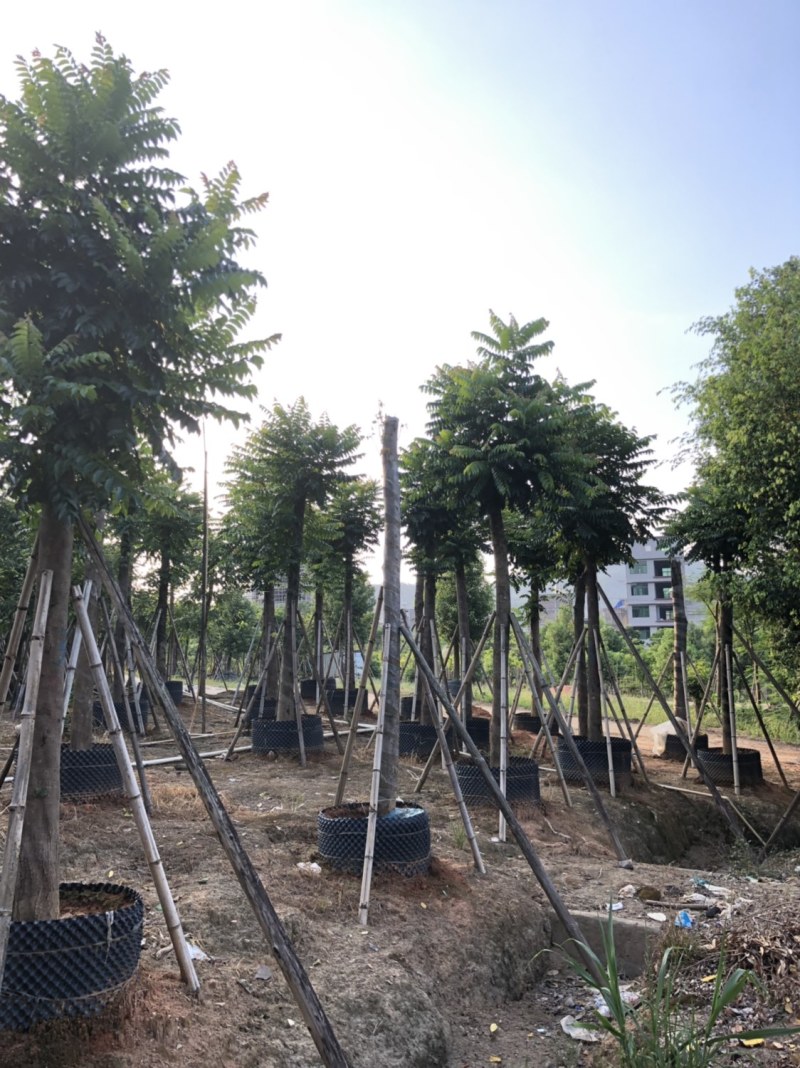 麻楝各种规格大量现货供应欢迎来电咨询