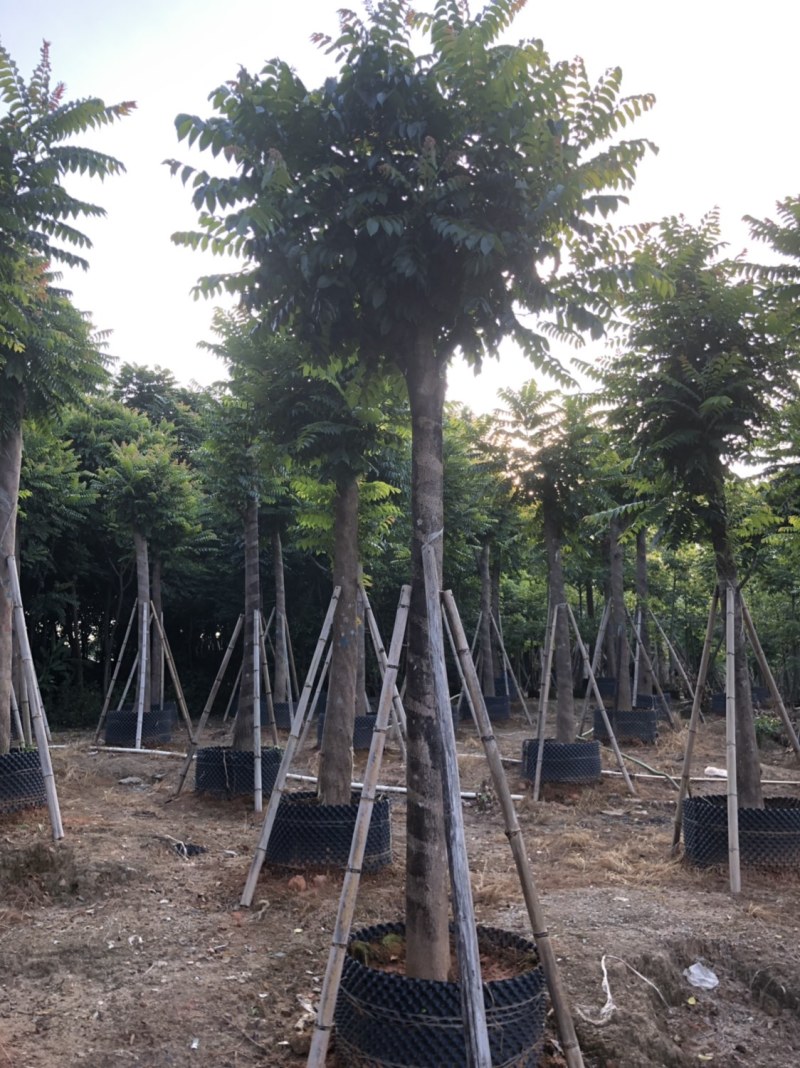 麻楝各种规格大量现货供应欢迎来电咨询