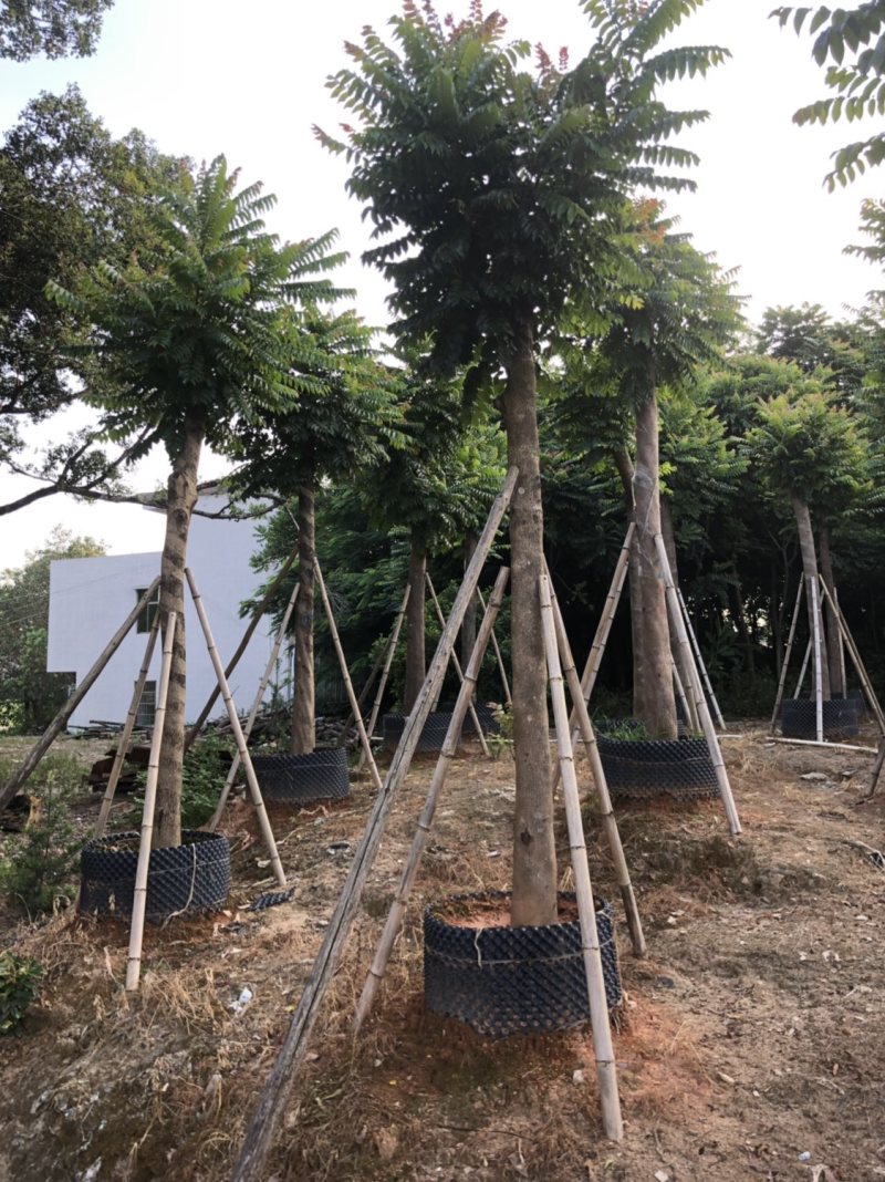 麻楝各种规格大量现货供应欢迎来电咨询