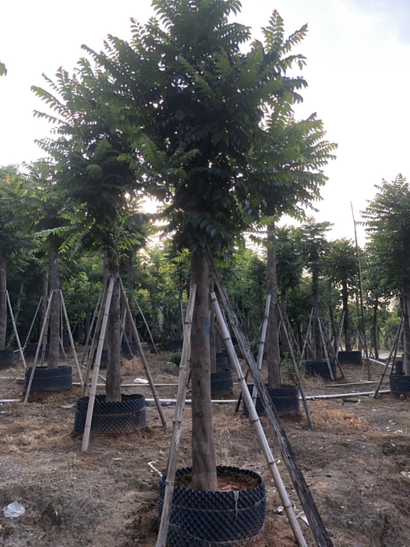麻楝各种规格大量现货供应欢迎来电咨询