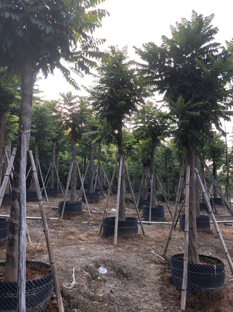 麻楝各种规格大量现货供应欢迎来电咨询