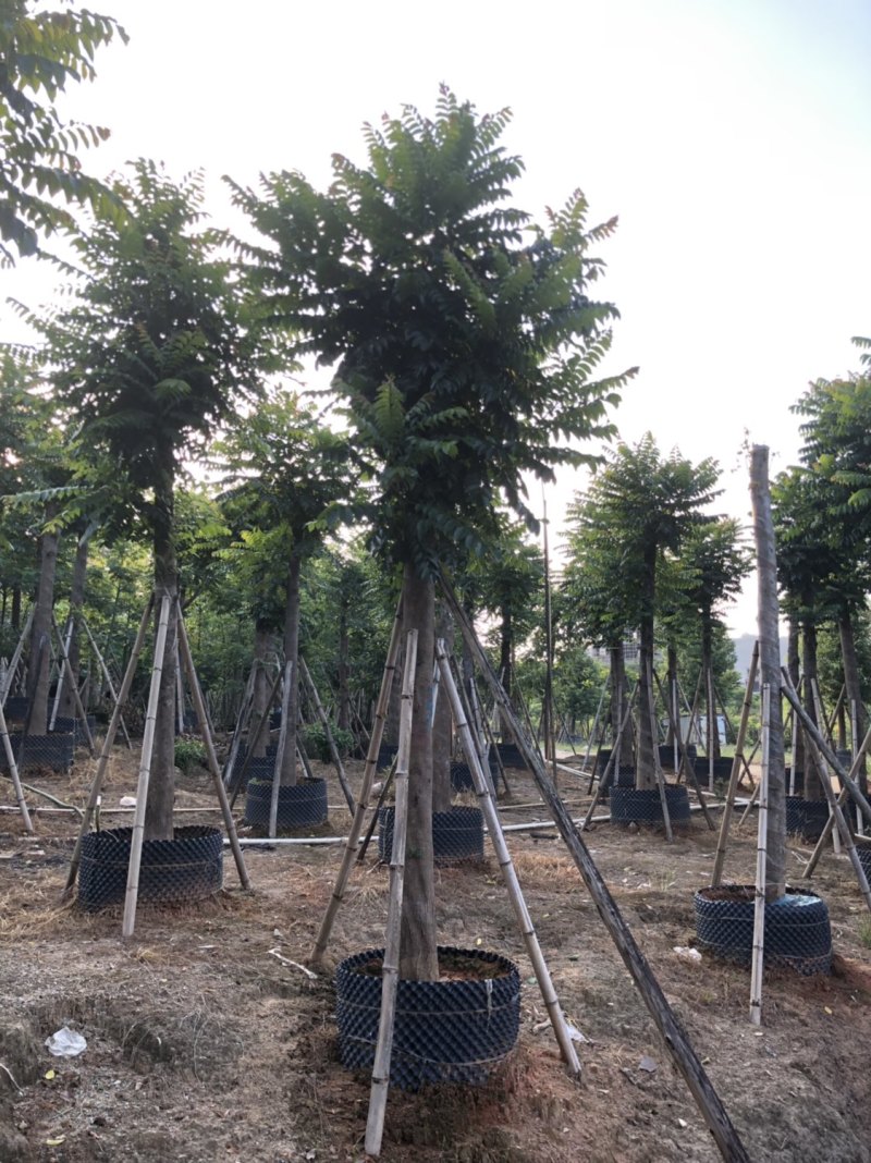 麻楝各种规格大量现货供应欢迎来电咨询