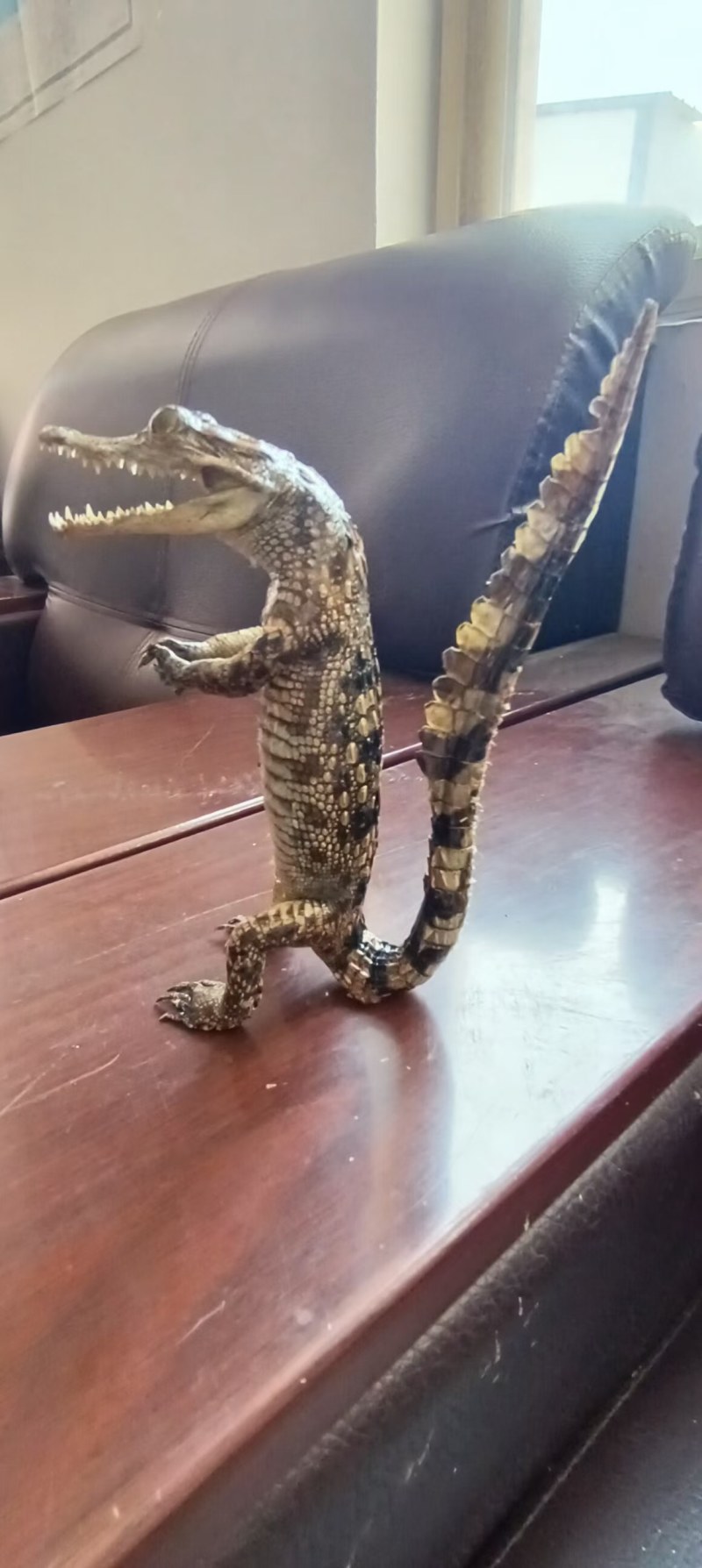 鳄鱼，鸵鸟蛋
