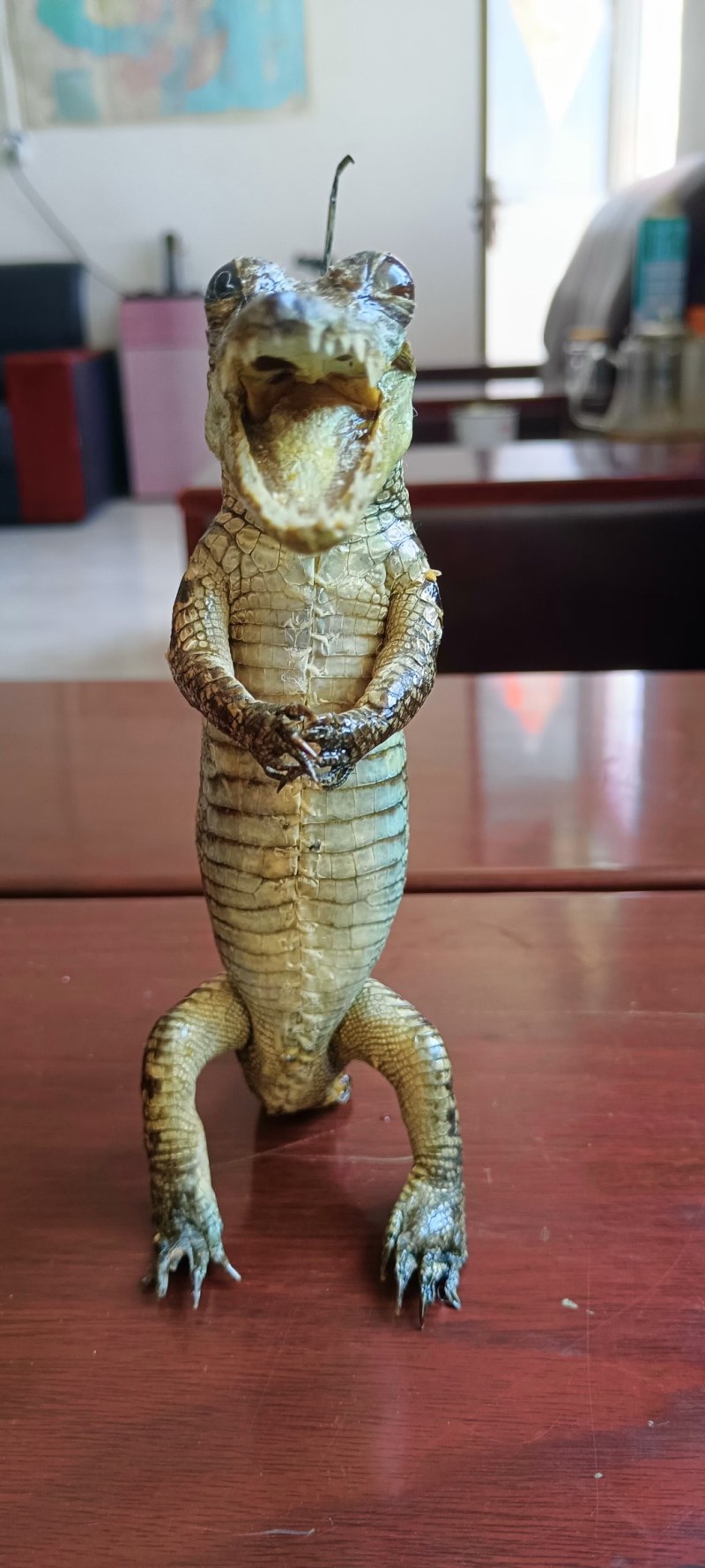 鳄鱼，鸵鸟蛋