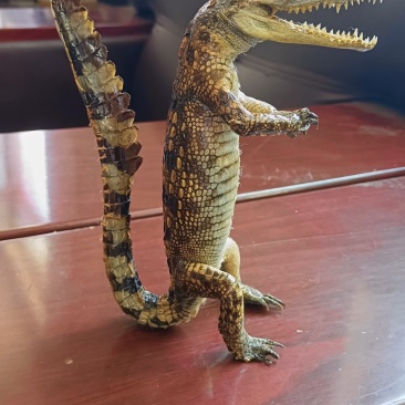 鳄鱼，鸵鸟蛋