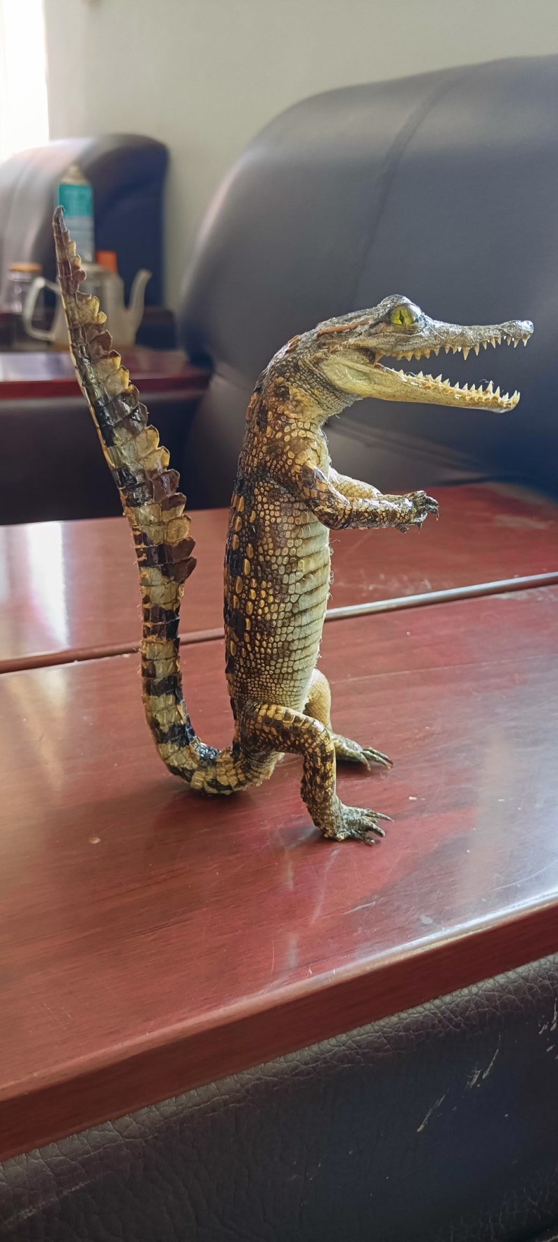 鳄鱼，鸵鸟蛋
